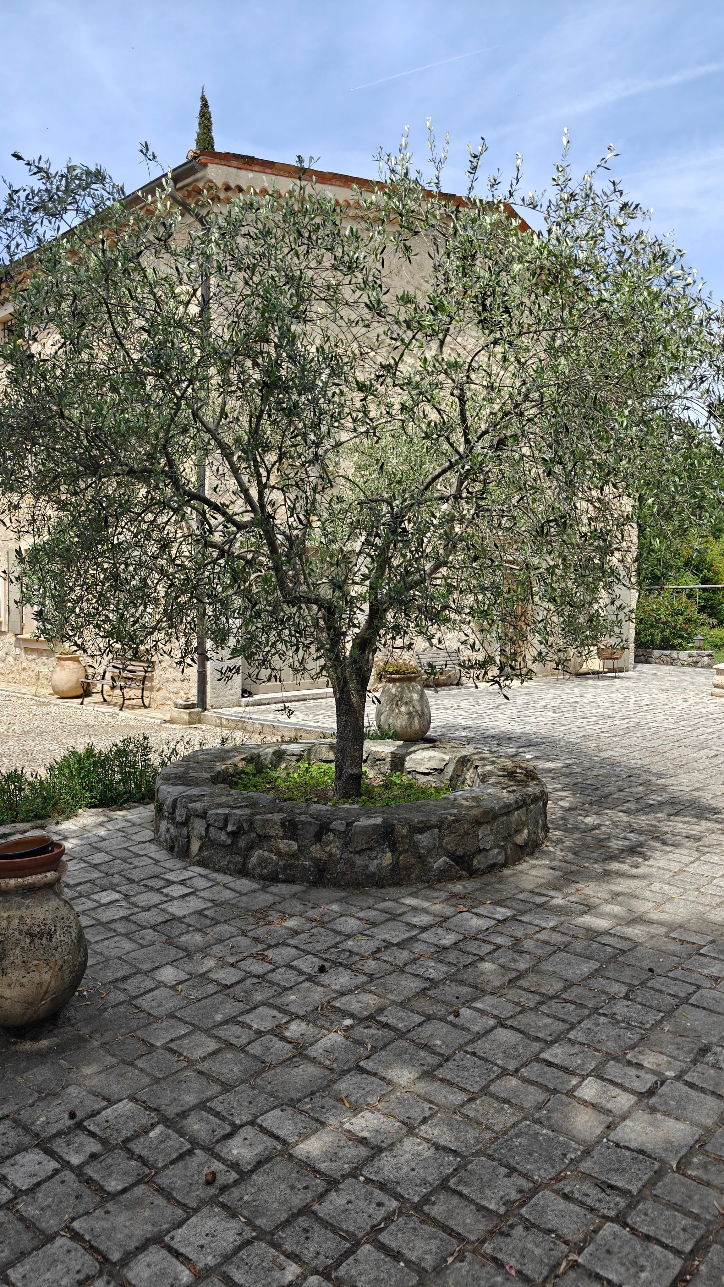 Moulin de Camandoule with an ancient olive tree in the foreground and the historic building in the background. 